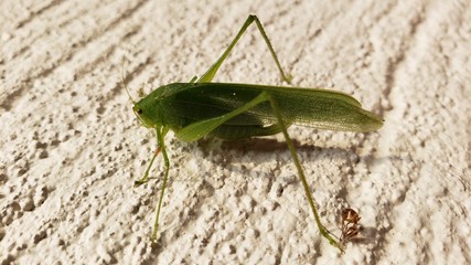 grilho verde na parede