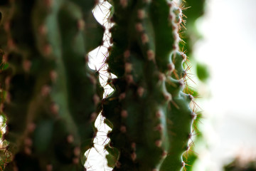 a thorns of a green cactus shot with a macro lens on blurred background