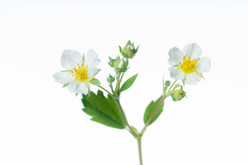 Wild Strawberry Flowering in Spring 