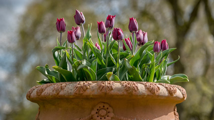 Tulips in a planter