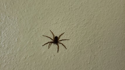 aranha