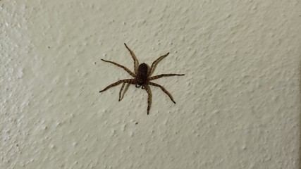 aranha