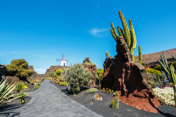 Windmill on blue sky background in cactus garden, Guatiza village, Lanzarote, Canary islands