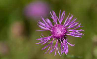 Greater Knapweed flower with blurred background