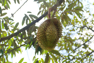 Ripe Monthong Durian on tree in agricultural garden