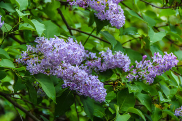 bunches of bright purple lilacs grow on  branch on a green background