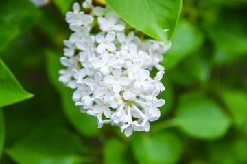 clusters of bright white lilacs grow on a branch on a green background