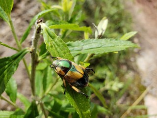 inseto verde