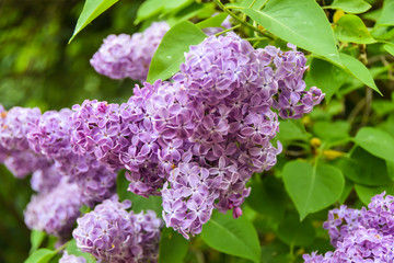 bunches of bright purple lilacs grow on  branch on a green background