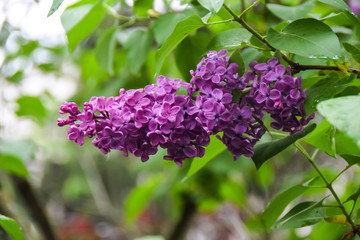 Fototapeta na wymiar bunches of bright purple lilacs grow on branch on a green background