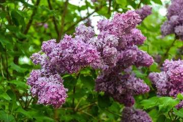 bunches of bright purple lilacs grow on  branch on a green background