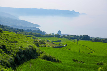 Sea and Japanese Rice Fields 