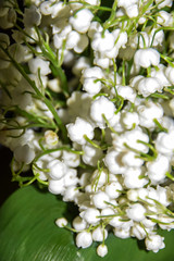 bouquet flowers white lilies of the valley  background
