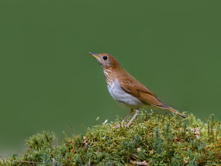 Veery Perched on a Log Covered in Moss on Green Background in Spring