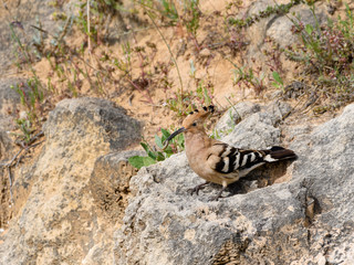 Eurasian Hoopoe Holding a Caterpillar  and Sitting on Rock
