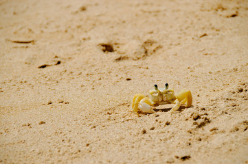 Yellow crab crawling in the sand in Buzios, Brazil