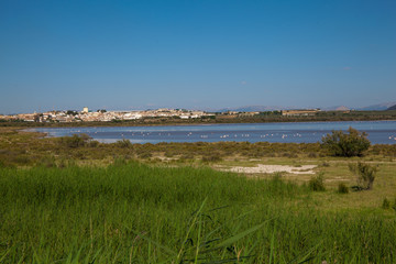 Fototapeta na wymiar Lagoon. Flamingo on the lagoon “Fuente De Piedra”. 