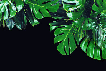 Close up of bouquets of various dark green fresh tropical leaves isolated on black background with clipping path. Design template. Frame with copy space for text.