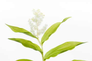 Smilacina racemosa - Blooming Herb - Isolated