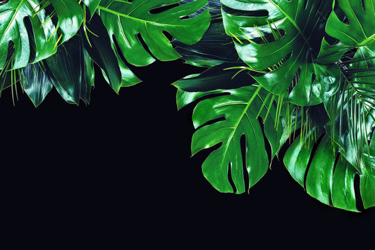 Close up of bouquets of various dark green fresh tropical leaves isolated on black background with clipping path. Design template. Frame with copy space for text. - Powered by Adobe