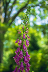 magenta purple fox glove flowers digitalis in the garden