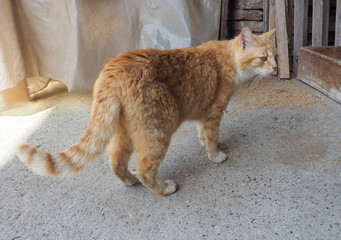 orange tabby cat