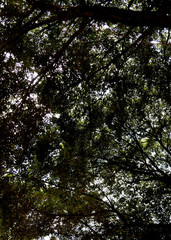 Tree Silhouette in upper sky 