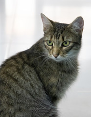 gato de estima&ccedil;&atilde;o