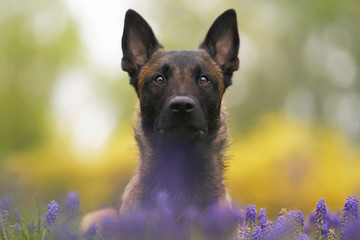 The portrait of a serious young Belgian Shepherd dog Malinois lying down in a green grass with purple Muscari flowers in spring