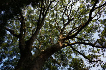 Tree Silhouette in upper sky 