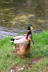 Female and male mallard duck standing by the water. Selective focus.