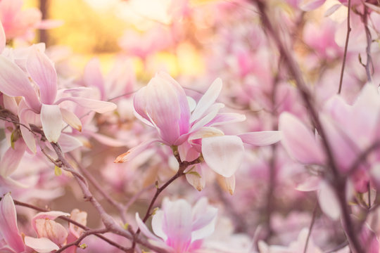 Beautiful magnolia flowers; spring floral background © hiddencatch