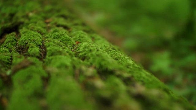 Close up of fresh green moss on tree. Camera flies over the moss. 4k macro footage.