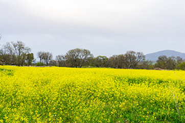 Obraz premium Field of yellow flowers on a cloudy day