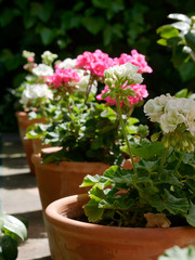 Colorful flowers in pots in a row. Diminishing perspective view.