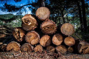 woodpile of pine for a background