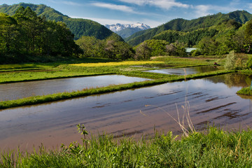 Rice paddies in Japan during spring