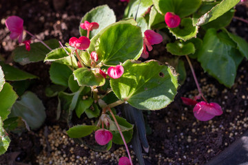 flowers in the garden