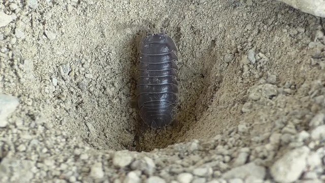 Ameisenl&ouml;we f&auml;ngt Assel
