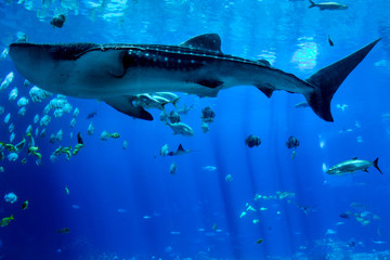 Fototapeta premium Ocean Animals - 1q