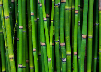 Fototapeta premium Papyrus stem wallpaper 