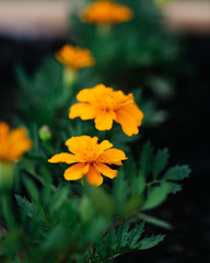 Yellow Marigold Flowers