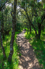 A path between the forest and the grass in spring