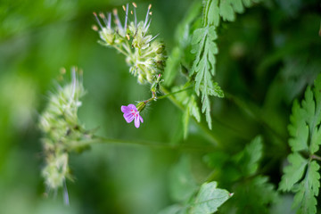 Purple Flower in a Field of Green