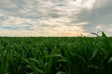 Fototapeta premium Campo Agrícola al Atardecer