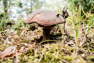 mushroom in forest
