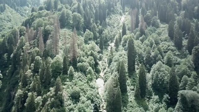 Drone footage of the forests and mountain valleys in Ayder, Turkey
