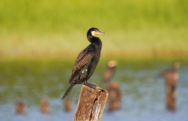 カワウ　鵜　大井ふ頭中央海浜公園　東京湾	