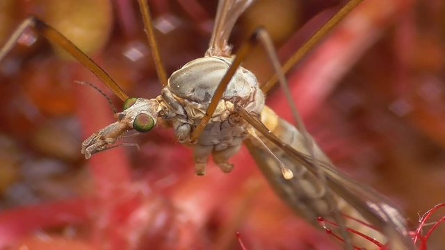 Schake wurde von Rundbl&auml;ttrigem Sonnentau gefangen