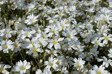 white delicate flowers thickly filled flowerbed lit up on a clear day